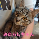 2023年2月12日荒川沖店に参加するTeam.ホーリーキャットの保護猫021206