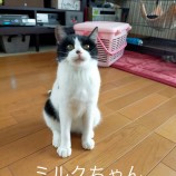 2023年2月12日荒川沖店に参加するTeam.ホーリーキャットの保護猫021209