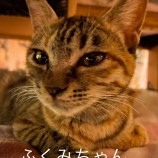 2023年2月12日荒川沖店に参加するTeam.ホーリーキャットの保護猫021210