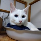 2023年2月19日荒川沖店に参加するネコスペ事務局の保護猫021907