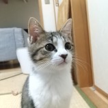 2023年2月19日荒川沖店に参加するネコスペ事務局の保護猫021911