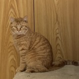 2023年2月19日荒川沖店に参加するネコスペ事務局の保護猫021918