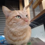 2023年2月26日荒川沖店に参加する犬猫物語の保護猫022602