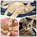 2023年2月26日君津店に参加するNPO法人ねこけん千葉支部の保護猫022603