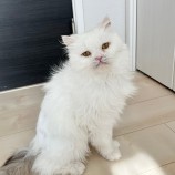 2023年2月26日君津店に参加するNPO法人ねこけん千葉支部の保護猫022610