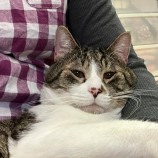 2023年2月26日君津店に参加するNPO法人ねこけん千葉支部の保護猫022611