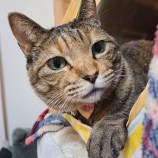 2023年2月26日君津店に参加するNPO法人ねこけん千葉支部の保護猫022612