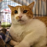 2023年2月26日君津店に参加するNPO法人ねこけん千葉支部の保護猫022614