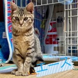 2023年2月12日ひたちなか店に参加するネコスペ事務局の保護猫021219