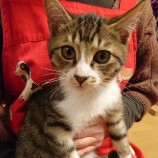 2023年2月18日君津店に参加する猫レンジャーの保護猫021806