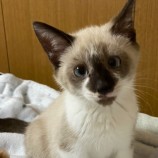 2023年2月18日君津店に参加する猫レンジャーの保護猫021812