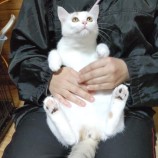2023年2月18日君津店に参加する猫レンジャーの保護猫021819