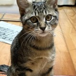 2023年2月25日君津店に参加するの富津ねこネット保護猫022504