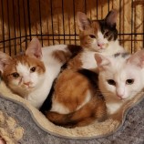 2023年2月19日古河店に参加するにゃんこの大冒険の保護猫021901