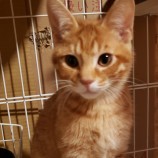 2023年2月19日古河店に参加するにゃんこの大冒険の保護猫021905