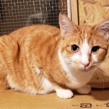 2023年2月19日古河店に参加するにゃんこの大冒険の保護猫021906