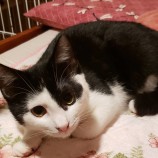 2023年2月19日古河店に参加するにゃんこの大冒険の保護猫021907