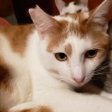 2023年2月19日古河店に参加するにゃんこの大冒険の保護猫021909