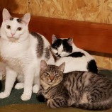 2023年2月19日古河店に参加するにゃんこの大冒険の保護猫021910