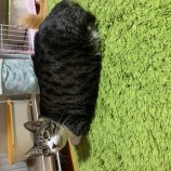 2023年2月12日瑞穂店に参加するまたたび家の保護猫021204