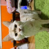 2023年2月12日瑞穂店に参加するまたたび家の保護猫021205