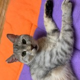 2023年2月12日瑞穂店に参加するまたたび家の保護猫021206