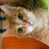 2023年2月12日瑞穂店に参加するまたたび家の保護猫021210