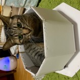 2023年2月12日瑞穂店に参加するまたたび家の保護猫021211