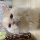 2023年2月12日瑞穂店に参加するまたたび家の保護猫021212