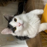 2023年2月12日瑞穂店に参加するまたたび家の保護猫021214