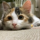 2023年2月26日瑞穂店に参加する一般社団法人彩の猫の保護猫022601