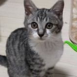 2023年2月26日瑞穂店に参加する一般社団法人彩の猫の保護猫022603