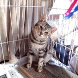 2023年2月26日守谷店に参加するネコスペ事務局の保護猫022601