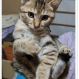2023年2月26日守谷店に参加するネコスペ事務局の保護猫022603
