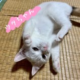 rescue-cat_moriya022608