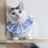2023年3月26日荒川沖店に参加する犬猫物語の保護猫032601
