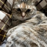 2023年3月26日荒川沖店に参加する犬猫物語の保護猫032606