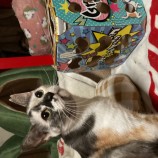2023年3月19日千代田店に参加するアニマルフレンドの保護猫031901
