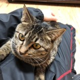 2023年3月5日君津店に参加する猫レンジャーの保護猫030505