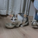 2023年3月5日君津店に参加する猫レンジャーの保護猫030509