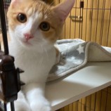 2023年3月5日君津店に参加する猫レンジャーの保護猫030517
