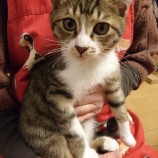 2023年3月5日君津店に参加する猫レンジャーの保護猫030527