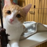 2023年3月19日君津店に参加する猫レンジャーの保護猫031902