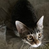 2023年3月19日君津店に参加する猫レンジャーの保護猫031904
