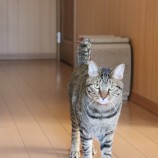 2023年3月19日君津店に参加する猫レンジャーの保護猫0319065