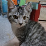 2023年4月2日君津店に参加する猫レンジャーの保護猫040204