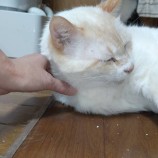 2023年4月2日君津店に参加する猫レンジャーの保護猫040207