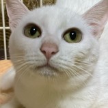 2023年3月12日新田店に参加する猫のへやの保護猫031205