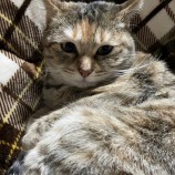 2023年4月23日荒川沖店に参加する犬猫物語の保護猫042301