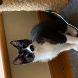 2023年4月16日千代田店に参加するアニマルフレンドの保護猫041601